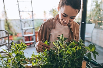 Adult caring for a plant